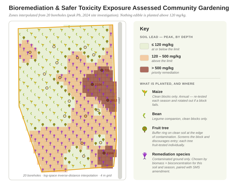 Community gardening on a site where soil toxicity exposure has been assessed and bioremediation is under way